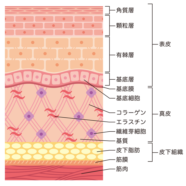 肌断面図